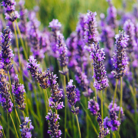 lavender close up in field