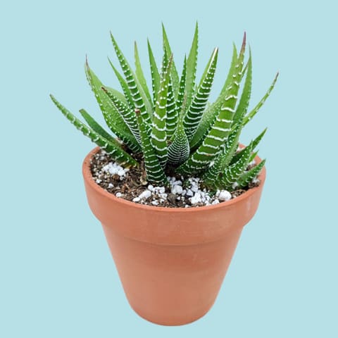 zebra plant in terra cotta planter