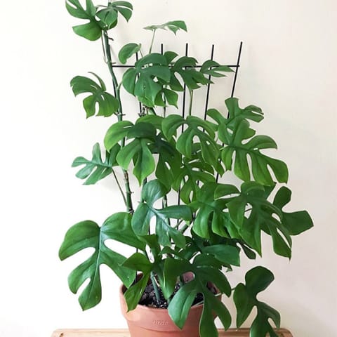 mini monstera plant climbing up stake against white wall