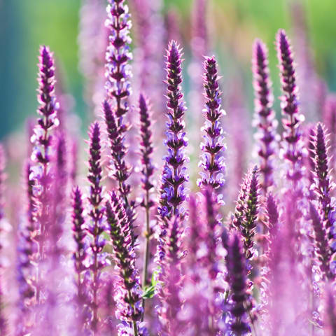 salvia flower close up in field