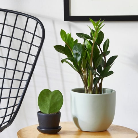 zz plant and small heart succulent on a wooden living room table