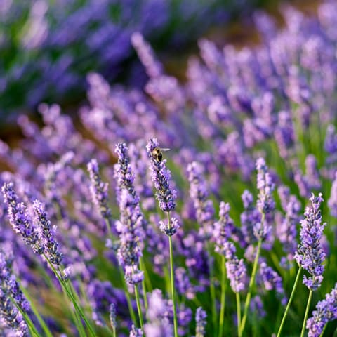 bee in lavender field 