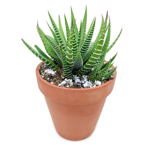 striped zebra plant in terra cotta planter