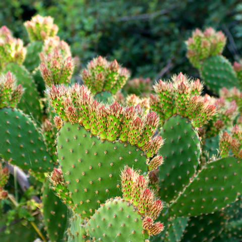 Eastern Prickly Pear cactus flowering