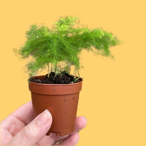 small asparagus fern in hand