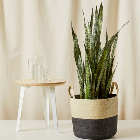 large snake plant on floor in wicker basket 