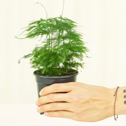 hand holding a small Asparagus fern