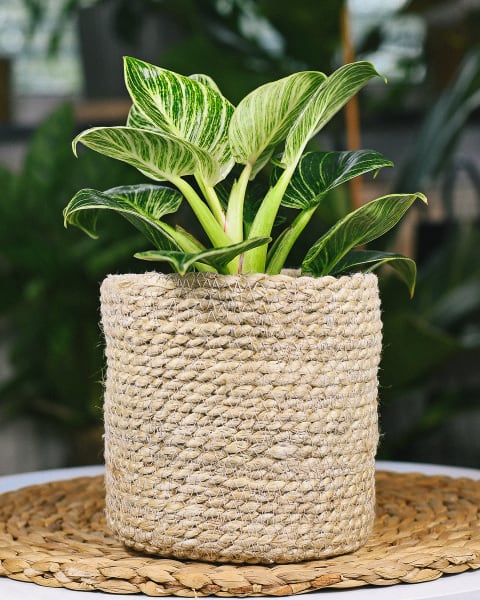 Philodendron Birkin