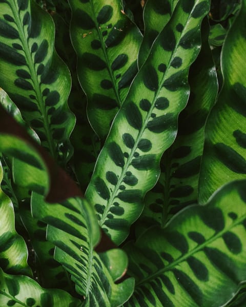 Rattlesnake Calathea