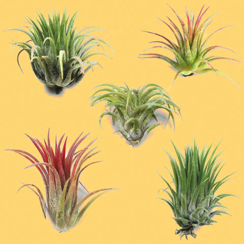 air plants on yellow background