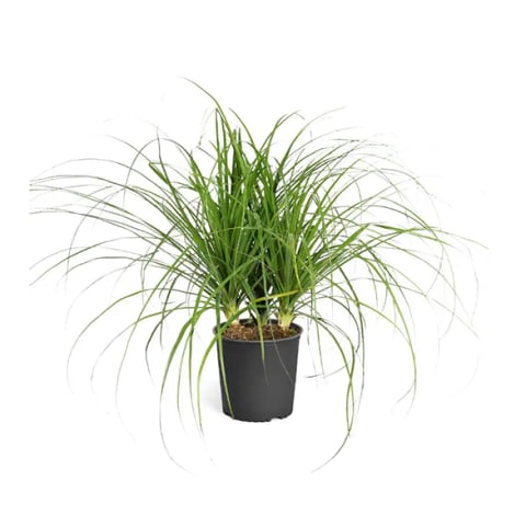 lush ponytail palm in black planter
