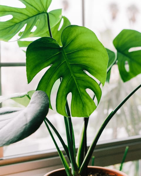 Monstera Deliciosa