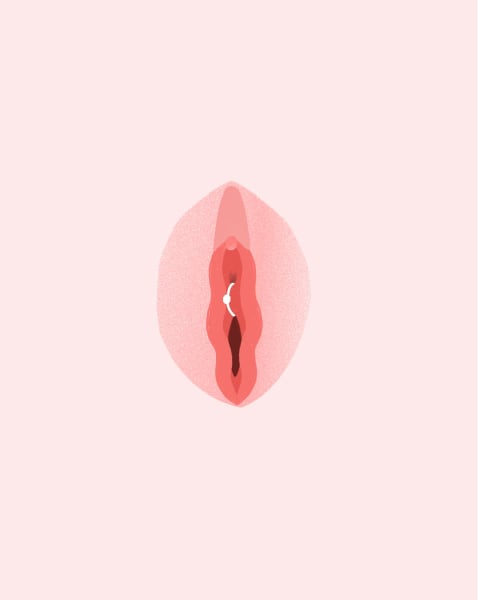 Illustration of a Princess Albertina piercing. Illustration of a Princess Albertina piercing.