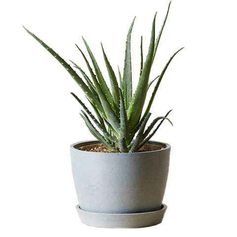 green hedgehog aloe plant in grey pot