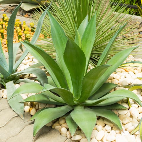 Agave plant on rocky path