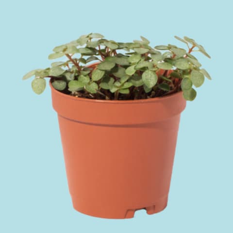 small pilea glauca in red container