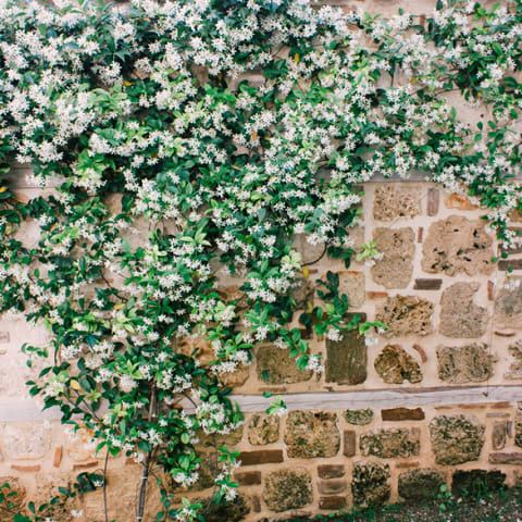 jasmine plant growing on wall