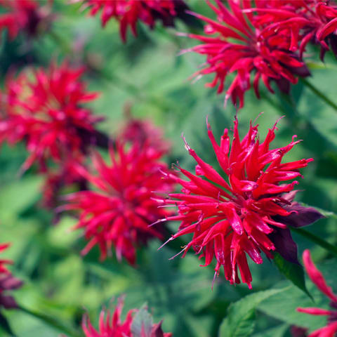 red bee balm in field