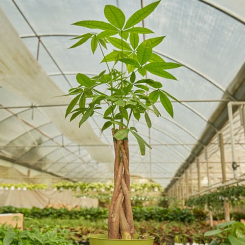 money tree sitting in bright greenhouse