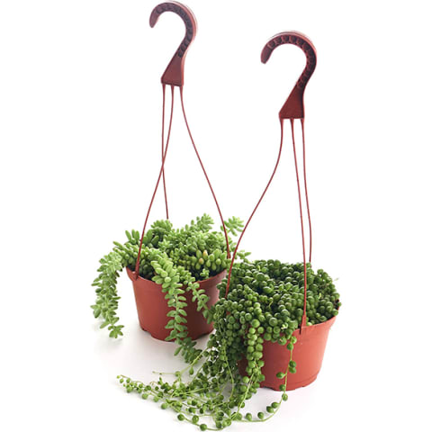 two cascading string of pearls plants in hanging containers