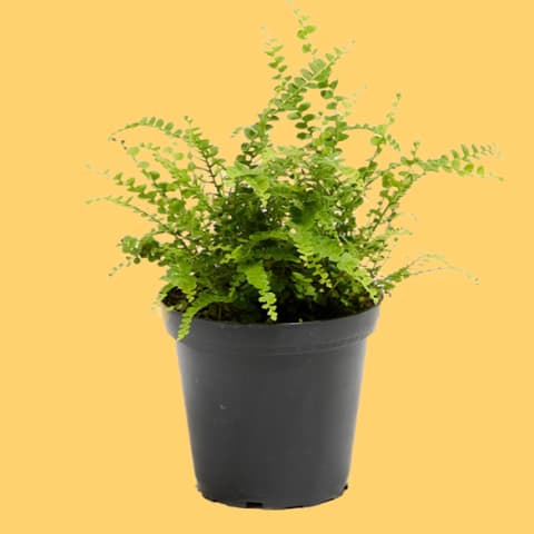 lemon button fern in black container