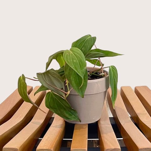 small philodendron in white container sitting on wood slats