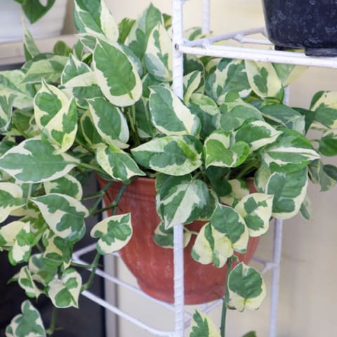 Hoya carnosa on ledge