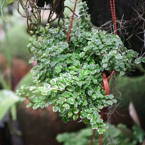 creeping fig plant