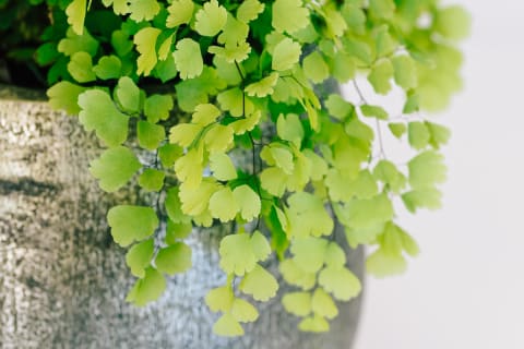 Maidenhair Fern