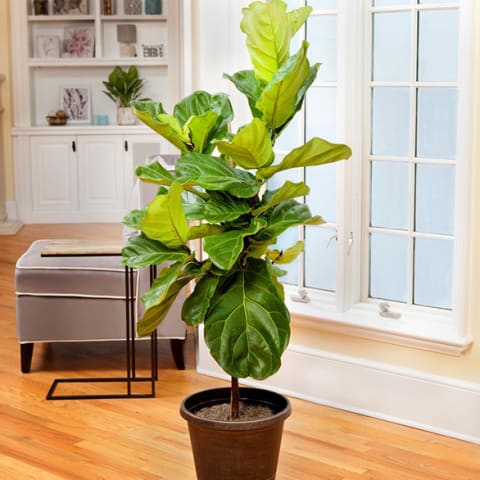 healthy fiddle leaf fig in front of living room window