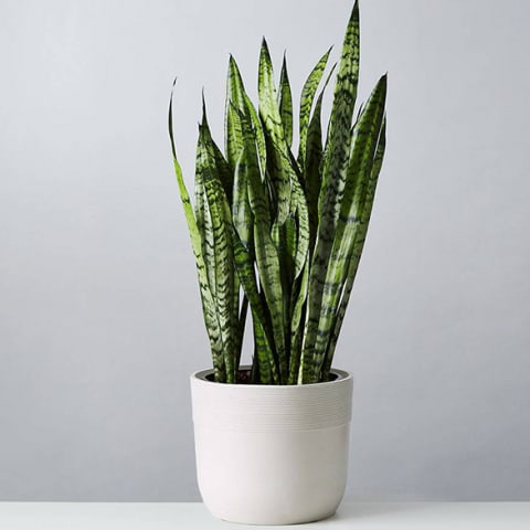 tall snake plant in white container against white background