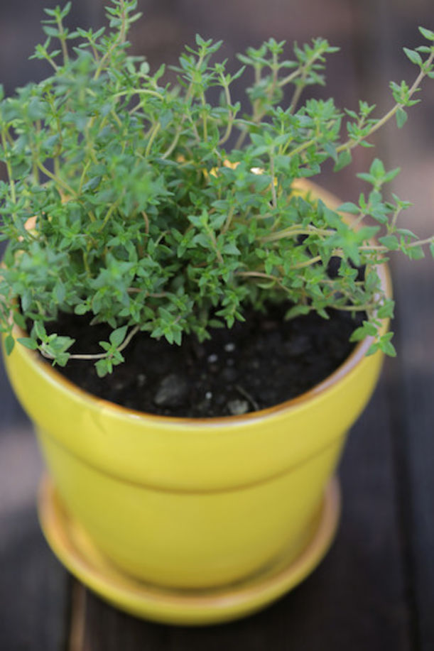 8 HomeGrown Plants For Naturally Glowing Skin mindbodygreen