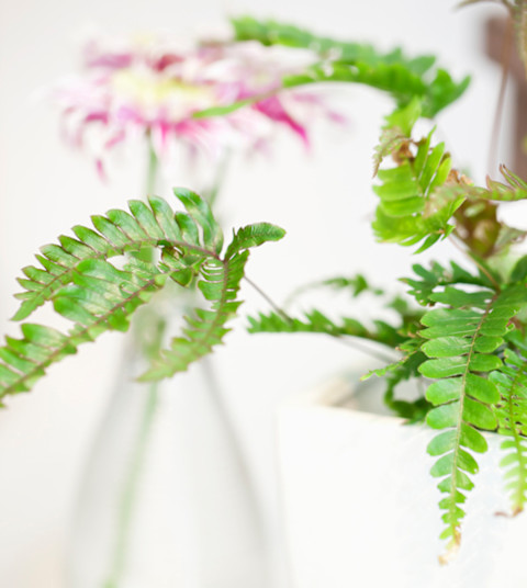 Boston Fern plant Boston Fern plant