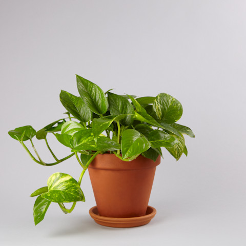 Pothos plant Pothos plant