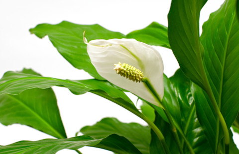 Peace Lily plant close up Peace Lily plant close up