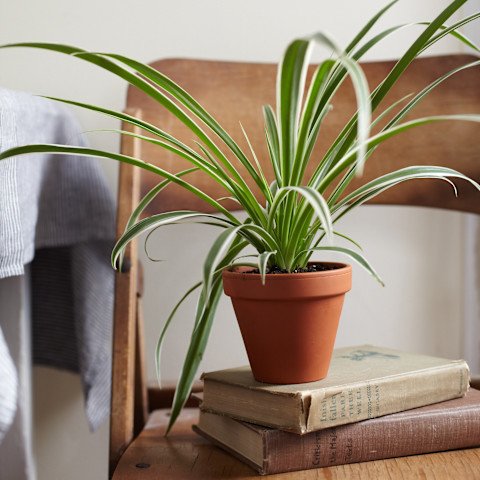 Spider plant on a chair and stack of books Spider plant on a chair and stack of books