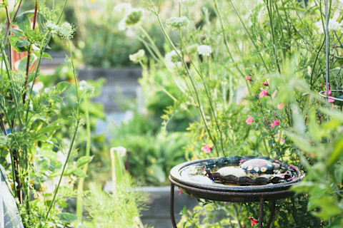 water feature in lush garden water feature in lush garden