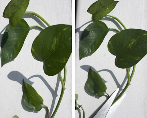 pothos stem being cut pothos stem being cut