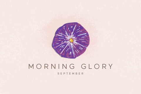 morning glory flower illustration morning glory flower illustration
