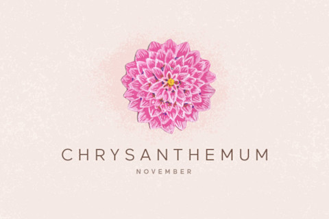 chrysanthemum illustration chrysanthemum illustration