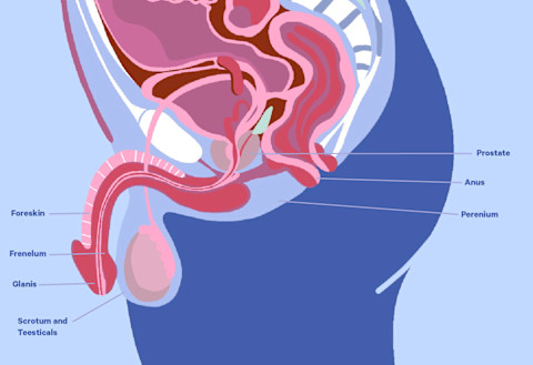 A diagram of the penis and internal anatomy. A diagram of the penis and internal anatomy.