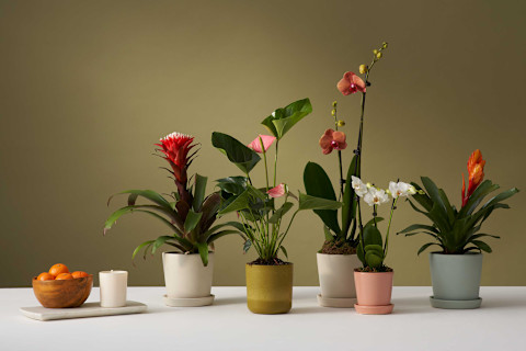 potted flowers potted flowers