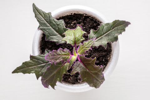 purple passion plant overhead in white planter on white table purple passion plant overhead in white planter on white table