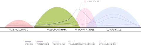 menstrual cycle hormone chart menstrual cycle hormone chart