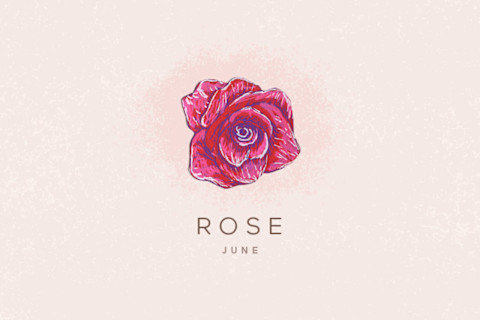 rose flower illustration rose flower illustration