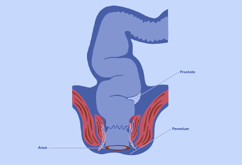 A diagram of the rectum and anus. A diagram of the rectum and anus.