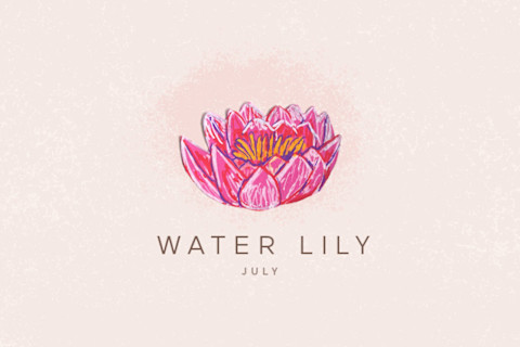 water lily illustration water lily illustration