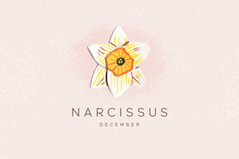 narcissus flower illustration narcissus flower illustration