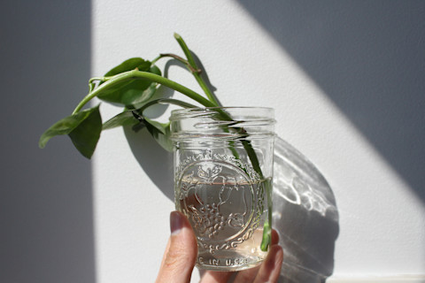 pothos plant in water pothos plant in water