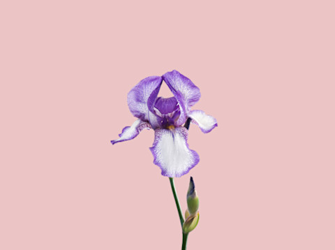 purple iris flower over pink flower purple iris flower over pink flower